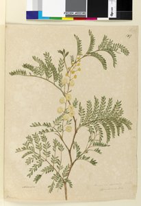Sayfa 149. Acacia discolorAcacia terminalis, c.1803-06 (wc, kalem, mürekkep ve kurşun kalem) by John William Lewin