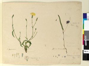 Sayfa 157. Hardenbergia monophyllaHardenbergia violacea; 158. Hypochaeris, c.1803-06 (wc, kalem, mürekkep ve kurşun kalem) by John William Lewin