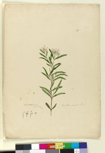 Sayfa 15. Grevillea sericea, c.1803-06 (wc, kalem, mürekkep ve kurşun kalem) by John William Lewin