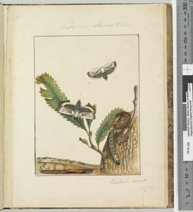 Sayfa 15. Plaka 4 Cryptophasa alba, kosta Lewin, 1803-04 (el ile renklendirilmiş gravür baskıları) by John William Lewin