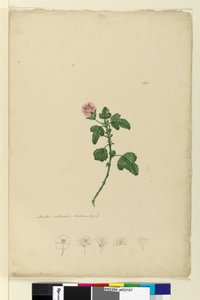 Sayfa 161. Malva capensis, c.1803-06 (wc, kalem, mürekkep ve kurşun kalem) by John William Lewin