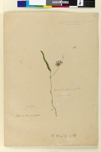 Sayfa 166. Kennedia monophyllaHardenbergia violacea, c.1803-06 (wc, kalem, mürekkep ve kurşun kalem) by John William Lewin