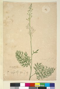 Sayfa 16. Lomatia silaifolia, c.1803-06 (wc, kalem, mürekkep ve kurşun kalem) by John William Lewin