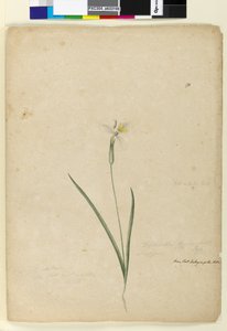 Sayfa 170. Diplarrhena moraea, c.1803-06 (wc, kalem, mürekkep ve kurşun kalem) by John William Lewin