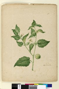 Sayfa 172. Physalis edulis, c.1803-06 (wc, kalem, mürekkep ve kurşun kalem) by John William Lewin