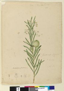 Sayfa 173. Asclepias fruticosa, c.1803-06 (wc, kalem, mürekkep ve kurşun kalem) by John William Lewin