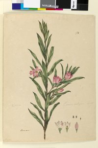 Sayfa 174. Crowea saligna, c.1803-06 (wc, kalem, mürekkep ve kurşun kalem) by John William Lewin