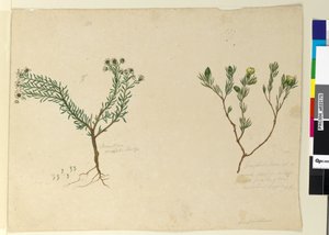Sayfa 179. Gomfolobyum; 180. Poranthera ericafolia, c.1803-06 (wc, kalem, mürekkep ve kurşun kalem) by John William Lewin