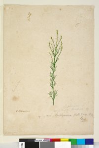 Sayfa 17. Symphionema paludosum, c.1803-06 (wc, kalem, mürekkep ve kurşun kalem) by John William Lewin