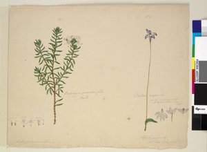 Sayfa 183. Westringia rosmarinifolia Westringiafruiticosa; 184. Glossodia majör, c.1803-06 (wc, kalem, mürekkep ve kurşun kalem) by John William Lewin