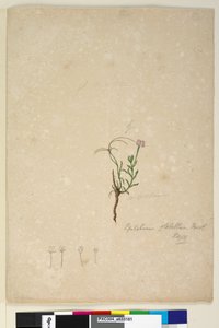 Sayfa 187. Epilobium glabellum, c.1803-06 (wc, kalem, mürekkep ve kurşun kalem) by John William Lewin