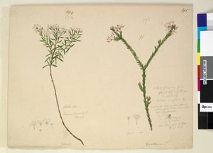 Sayfa 194. Zieria lanceolata Zieria smithii; 195. Calythrix türünün kötü bir figürü..., c.1803-06 (wc, kalem, mürekkep ve kurşun kalem) by John William Lewin