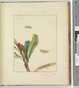 Sayfa 19. Plaka 5 Cryptophasa Strigata, 1803-04 (el ile boyanmış gravür baskıları) by John William Lewin