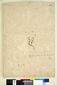 Sayfa 201. Mitrasacme alsinoides, c.1803-06 (wc, kalem, mürekkep ve kurşun kalem) by John William Lewin