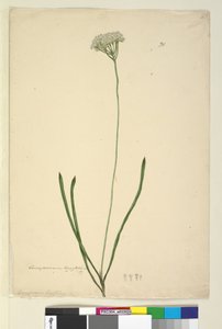 Sayfa 20. Conospermum longifolium, c.1803-06 (wc, kalem, mürekkep ve kurşun kalem) by John William Lewin