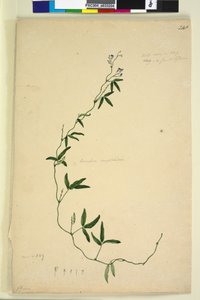 Sayfa 218. Kennedia comptoniana Hardenbergia comptoniana, c.1803-06 (wc, kalem, mürekkep ve kurşun kalem)