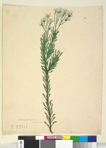 Sayfa 21. Conospermum ericifolium, c.1803-06 (wc, kalem, mürekkep ve kurşun kalem) by John William Lewin