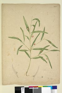 Sayfa 225. Bir Okaliptüs türünün safra taşıyan dalı..., c.1803-06 (wc, kalem, mürekkep ve kurşun kalem) by John William Lewin