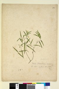 Sayfa 230. Geitonoplesium cymosum, c.1803-06 (wc, kalem, mürekkep ve kurşun kalem) by John William Lewin