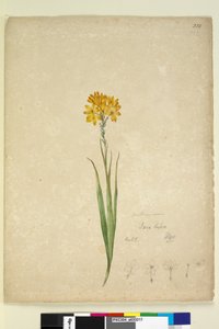 Sayfa 232. Ixia lutea, c.1803-06 (wc, kalem, mürekkep ve kurşun kalem) by John William Lewin