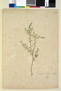 Sayfa 233. Leucopogon, c.1803-06 (wc, kalem, mürekkep ve kurşun kalem) by John William Lewin