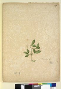 Sayfa 239. Clematis, c.1803-06 (wc, kalem, mürekkep ve kurşun kalem) by John William Lewin