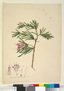 Sayfa 23. Lambertia formosa, c.1803-06 (wc, kalem, mürekkep ve kurşun kalem) by John William Lewin