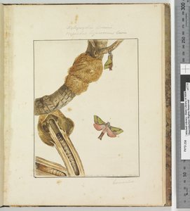 Sayfa 23 Plaka 6 Xylopsyche Lewinni Hepialus Ligniveren Lewin, 1803-04 (el ile boyanmış gravür baskıları) by John William Lewin