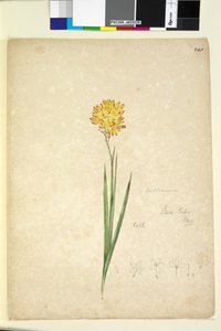 Sayfa 241. Ixia lutea, c.1803-06 (wc, kalem, mürekkep ve kurşun kalem) by John William Lewin