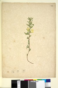 Sayfa 242. Hibberta, c.1803-06 (wc, kalem, mürekkep ve kurşun kalem) by John William Lewin