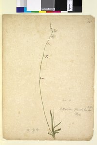 Sayfa 246. Arthropodium paniculatum, c.1803-06 (wc, kalem, mürekkep ve kurşun kalem) by John William Lewin