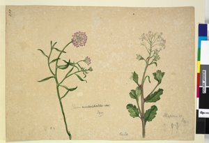 Sayfa 253. Iberis umbellata; Hesperis sp., c.1803-06 (wc, kalem, mürekkep ve kurşun kalem) by John William Lewin