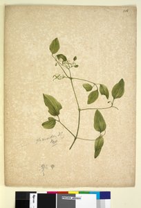 Sayfa 256. Clematis glycinoides, c.1803-06 (wc, kalem, mürekkep ve kurşun kalem) by John William Lewin