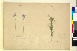 Sayfa 265. Glossodia minör; 266. Ricinocarpus, c.1803-06 (wc, kalem, mürekkep ve kurşun kalem) by John William Lewin