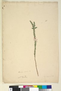 Sayfa 28. Epacris sparsa, c.1803-06 (wc, kalem, mürekkep ve kurşun kalem)