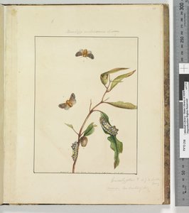 Sayfa 35. Plaka 9 Bombyx Vulnerans Lewin, 1803-04 (el ile boyanmış gravür baskıları) by John William Lewin