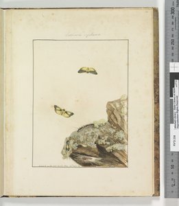 Sayfa 39. Levha 10 Lithosa Replana, 1803-04 (el ile boyanmış gravür baskıları) by John William Lewin