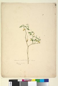 Sayfa 39. Solanum nigrum, c.1803-06 (wc, kalem, mürekkep ve kurşun kalem) by John William Lewin