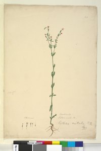 Sayfa 40. Erythraea australis, c.1803-06 (wc, kalem, mürekkep ve kurşun kalem) by John William Lewin