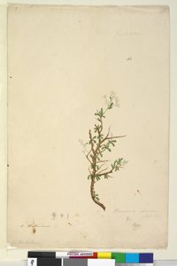 Sayfa 42. Bursaria spinosa, c.1803-06 (wc, kalem, mürekkep ve kurşun kalem) by John William Lewin