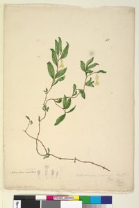 Sayfa 43. Billardiera scandens, c.1803-06 (wc, kalem, mürekkep ve kurşun kalem) by John William Lewin