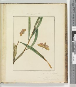 Sayfa 43. Plaka 11 Bombyx Nasuta, 1803-04 (el ile boyanmış gravür baskıları) by John William Lewin