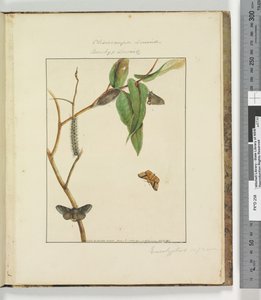 Sayfa 47. Levha 12 Clisiocampa Lewinae Bombyx Lewinae, 1803-04 (el ile boyanmış gravür baskıları) by John William Lewin