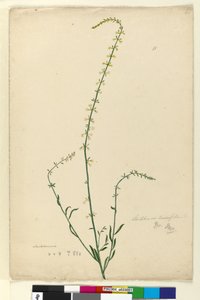 Sayfa 51. Stackhousia, c.1803-06 (wc, kalem, mürekkep ve kurşun kalem) by John William Lewin