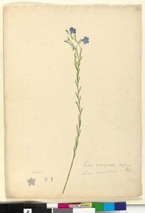 Sayfa 52. Linum marginale, c.1803-06 (wc, kalem, mürekkep ve kurşun kalem) by John William Lewin
