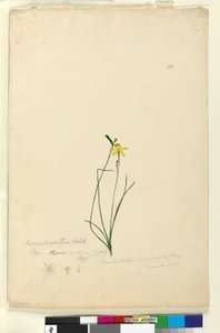 Sayfa 55. Hypoxis hygrometrica, c.1803-06 (wc, kalem, mürekkep ve kurşun kalem) by John William Lewin