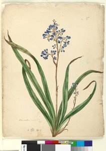 Sayfa 57. Dianella caerulea, c.1803-06 (wc, kalem, mürekkep ve kurşun kalem)