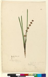 Sayfa 62. Xerotes Lomandra multiflora, c.1803-06 (wc, kalem, mürekkep ve kurşun kalem) by John William Lewin