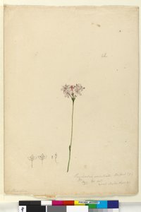 Sayfa 63. Burchardia umbellata, c.1803-06 (wc, kalem, mürekkep ve kurşun kalem) by John William Lewin