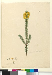 Sayfa 73. Dillwynia rubis?, c.1803-06 (wc, kalem, mürekkep ve kurşun kalem) by John William Lewin